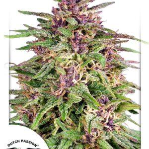 Frisian Dew feminized Seeds