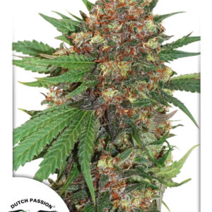 Master Kush feminized Seeds