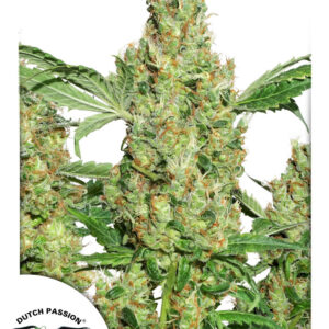 Power Plant Feminized Seeds