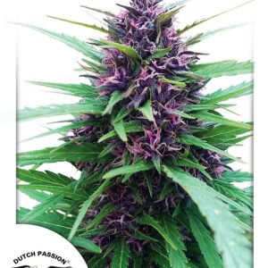 Shaman feminized Seeds