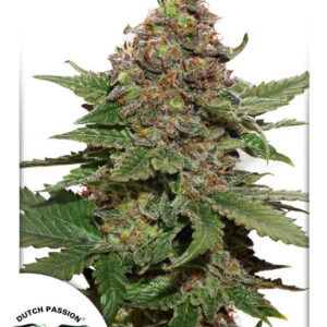 Strawberry Cough Feminized Seeds
