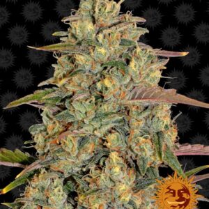 Amnesia Lemon Feminized Seeds