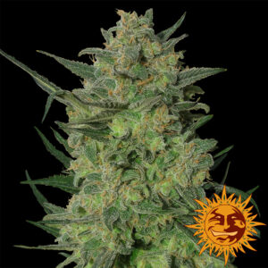 LSD Feminized Seeds
