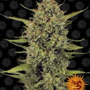 Acapulco Gold feminized Seeds - 3 Seeds
