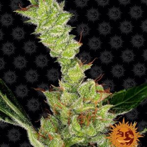 Dr Grinspoon Feminized Seeds