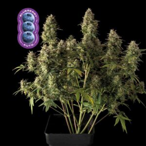 Blueberry Auto feminized Seeds - 10 Seeds