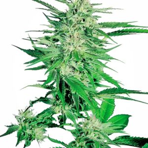 Big Bud Feminized Seeds