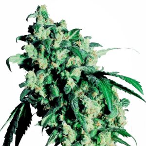 Super Skunk feminized Seeds