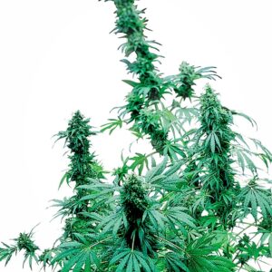 Early Skunk Feminized Seeds