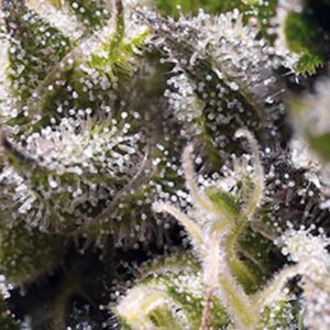 Cream Caramel Auto Feminized Seeds