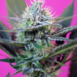 Speed + Auto feminized Seeds
