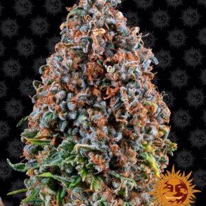 Critical Kush feminized Seeds