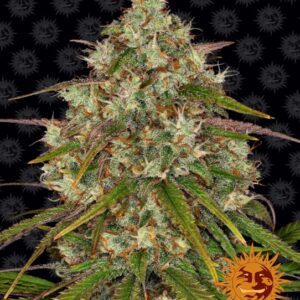Liberty Haze Feminized Seeds