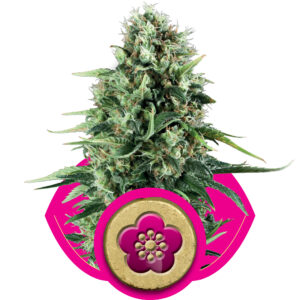 Power Flower Feminized Seeds