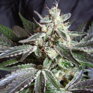 Black Jack Feminized Seeds