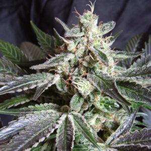 Black Jack feminized Seeds