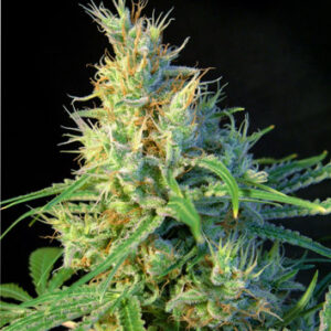 Psicodelicia feminized Seeds