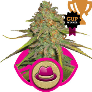 O.G. Kush feminized Seeds