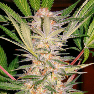 S.A.D. Sweet Afghani Delicious S1 feminized Seeds