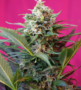 Big Devil XL Auto Feminized Seeds