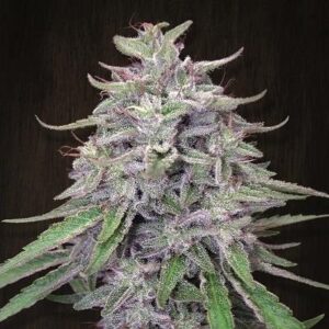 Bangi Haze Regular Seeds