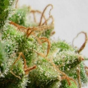 Malawi feminized Seeds