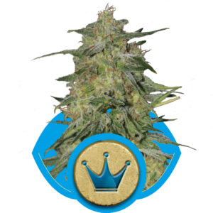 Royal Highness CBD Feminized Seeds
