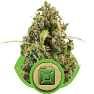 Diesel Auto Feminized Seeds