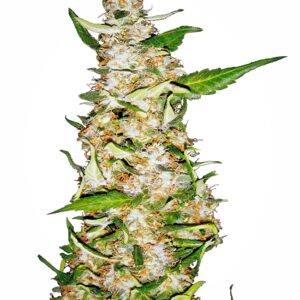 Skunk #1 Auto Feminized Seeds