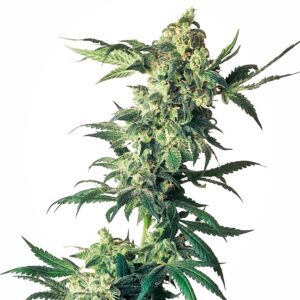 Northern Lights feminized Seeds