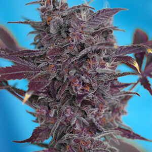 Black Cream Auto Feminized Seeds