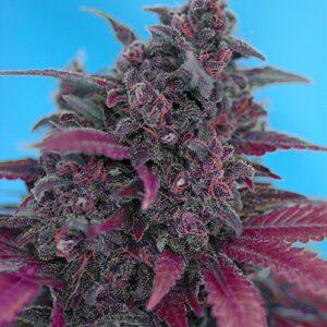 Dark Devil Auto feminized Seeds