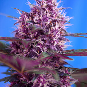 Red Poison Auto Feminized Seeds