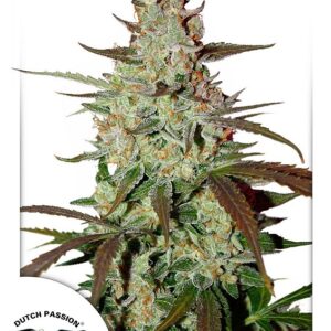 Blue Mazar Auto feminized Seeds - 7 Seeds