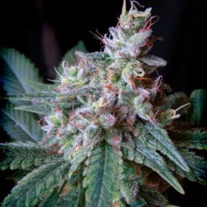 Cream Caramel F1 FAST Version feminized Seeds