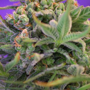 Sweet Cheese F1 FAST Version Feminized Seeds