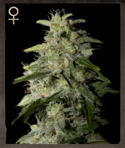 Money Maker feminized Seeds