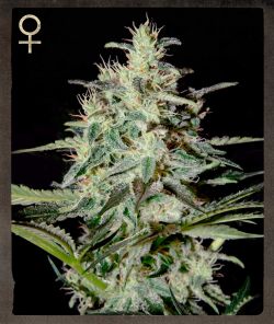 White Lemon Feminized Seeds