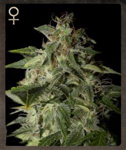 Afgooey feminized Seeds
