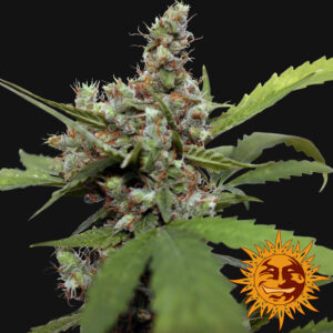 Blue Shark CBD Feminized Seeds