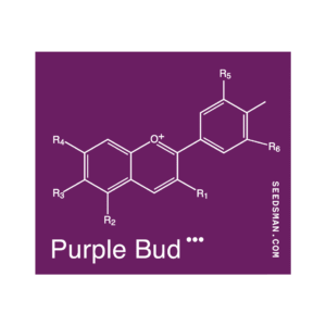 Purple Bud Regular Seeds - 10