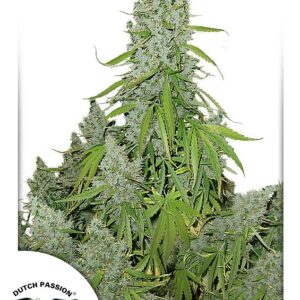 Ultimate Auto Feminized Seeds