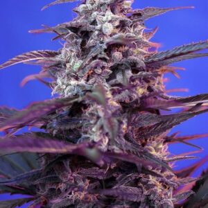 Bloody Skunk Auto Feminized Seeds