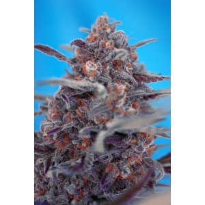 Devil Cream Auto Feminized Seeds