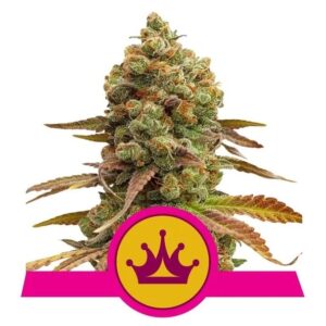 Skunk XL Feminised Seeds - 5