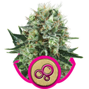Bubble Kush Feminized Seeds