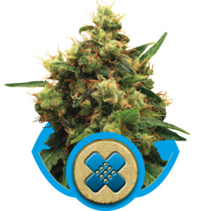 Painkiller XL CBD feminized Seeds