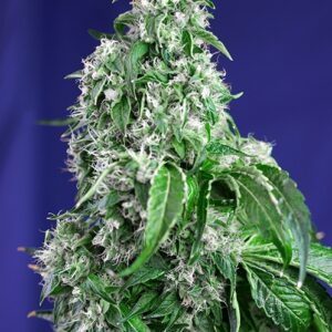 Big Devil F1 FAST Version Feminized Seeds