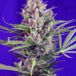 Cream Mandarine F1 FAST Version feminized Seeds - 5+2 Seeds