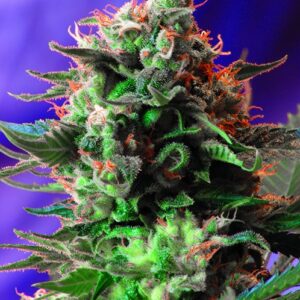 Jack 47 F1 FAST Version feminized Seeds